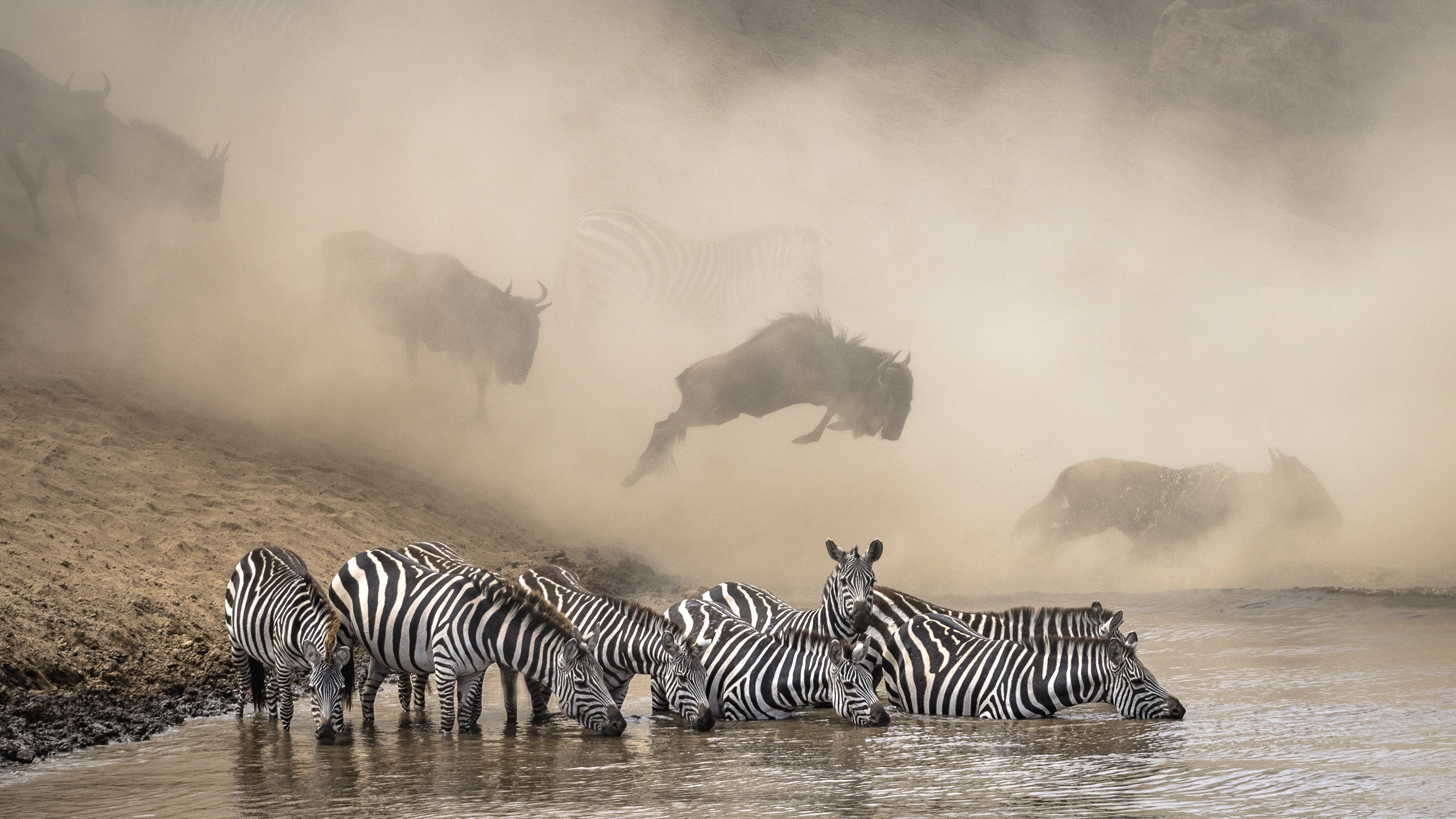 Photo of zebras searching for crocodiles
