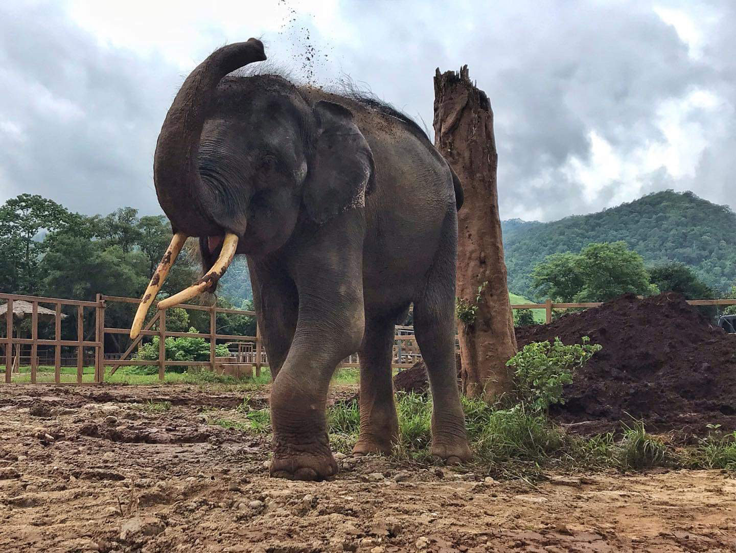 EXCLUSIVE: Injured Elephant Brought to Light by National Geographic Rescued in Thailand