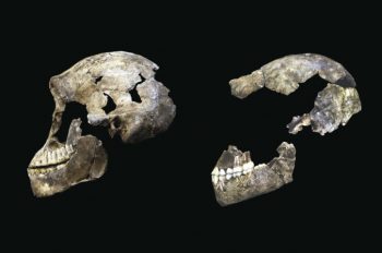 MEDIA ALERT: Age of Homo naledi Revealed: 236,000 to 335,000 Years Old