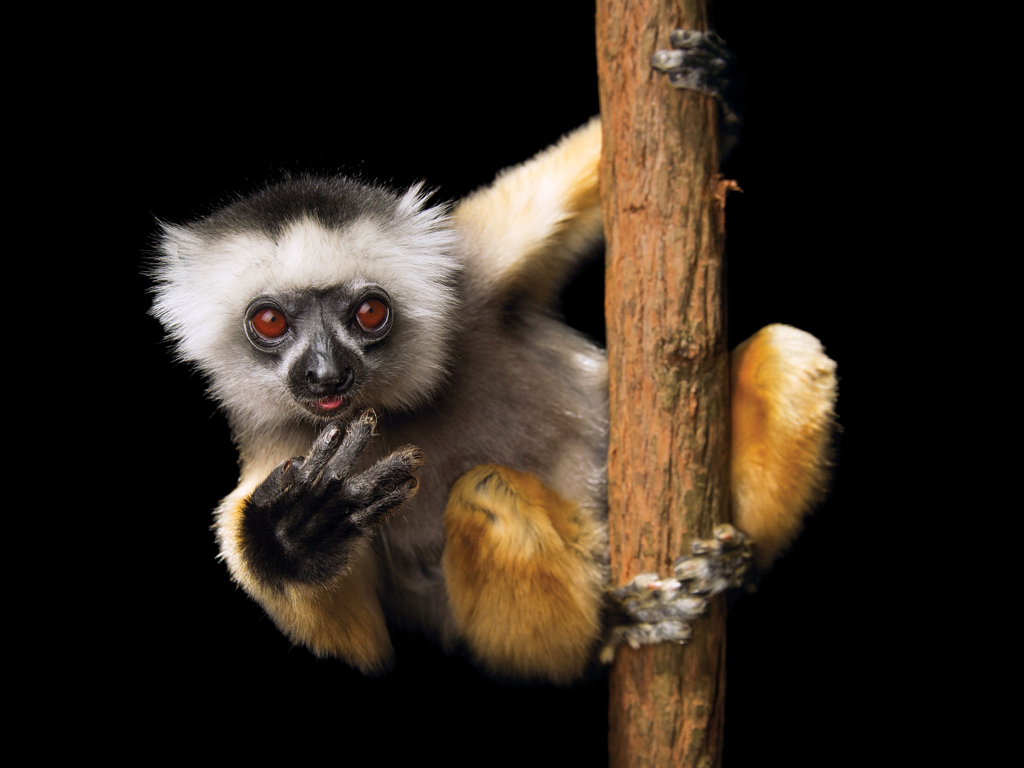 Picture of a Diademed sifaka