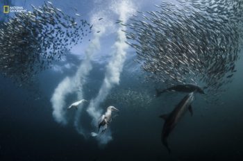 National Geographic Announces Winners of the 2016 National Geographic Nature Photographer of the Year Contest