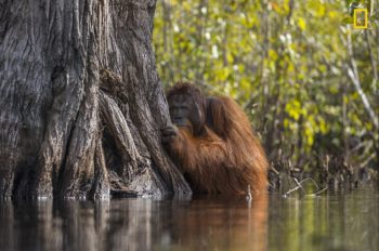 National Geographic Announces Winners of the 2017 National Geographic Nature Photographer of the Year Contest