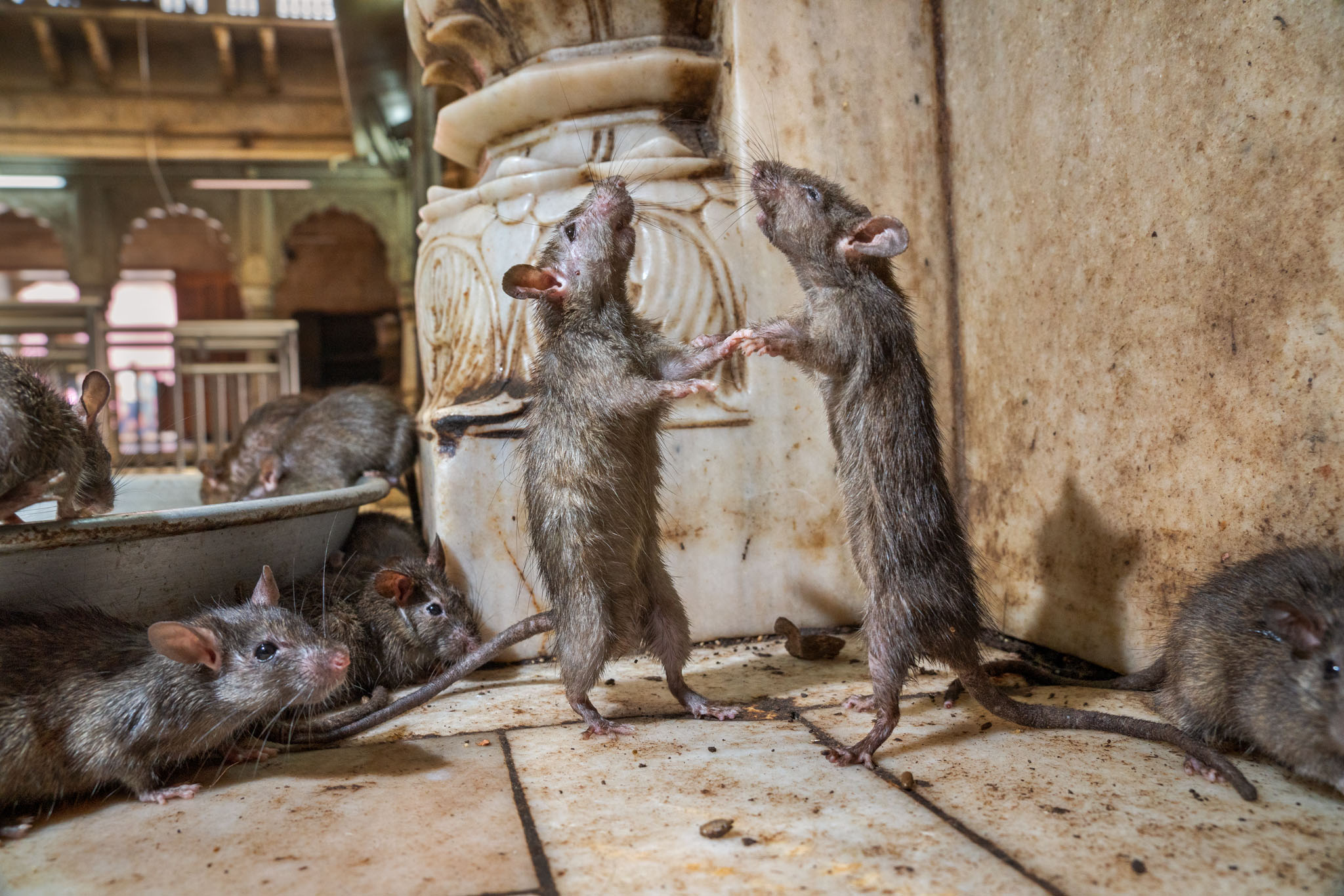 Photo of rats