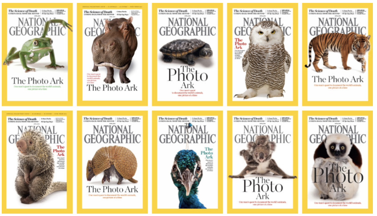 Picture of Nat Geo animal magazine covers