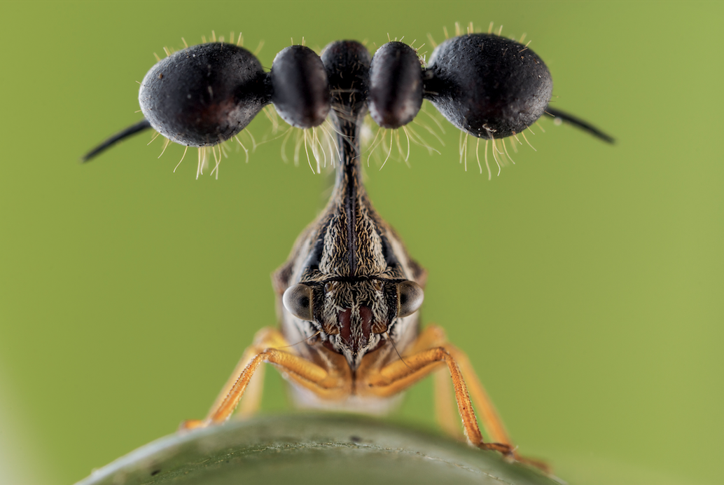 Photo of Treehoppers
